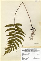 藏品(鋸齒雙蓋蕨)的圖片